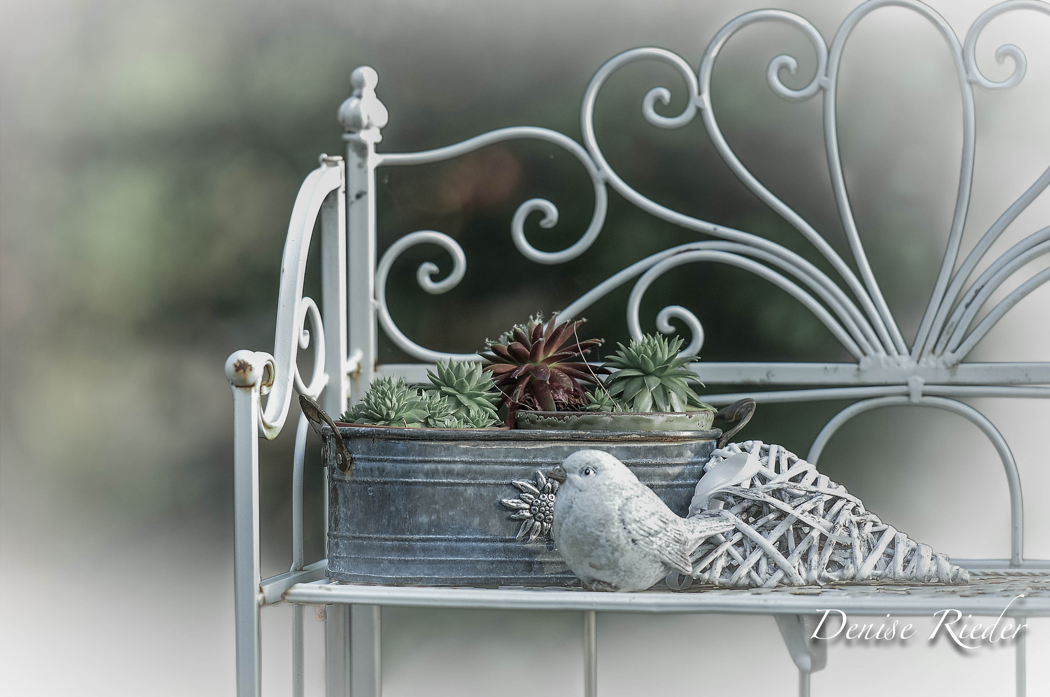 ShabbyChic