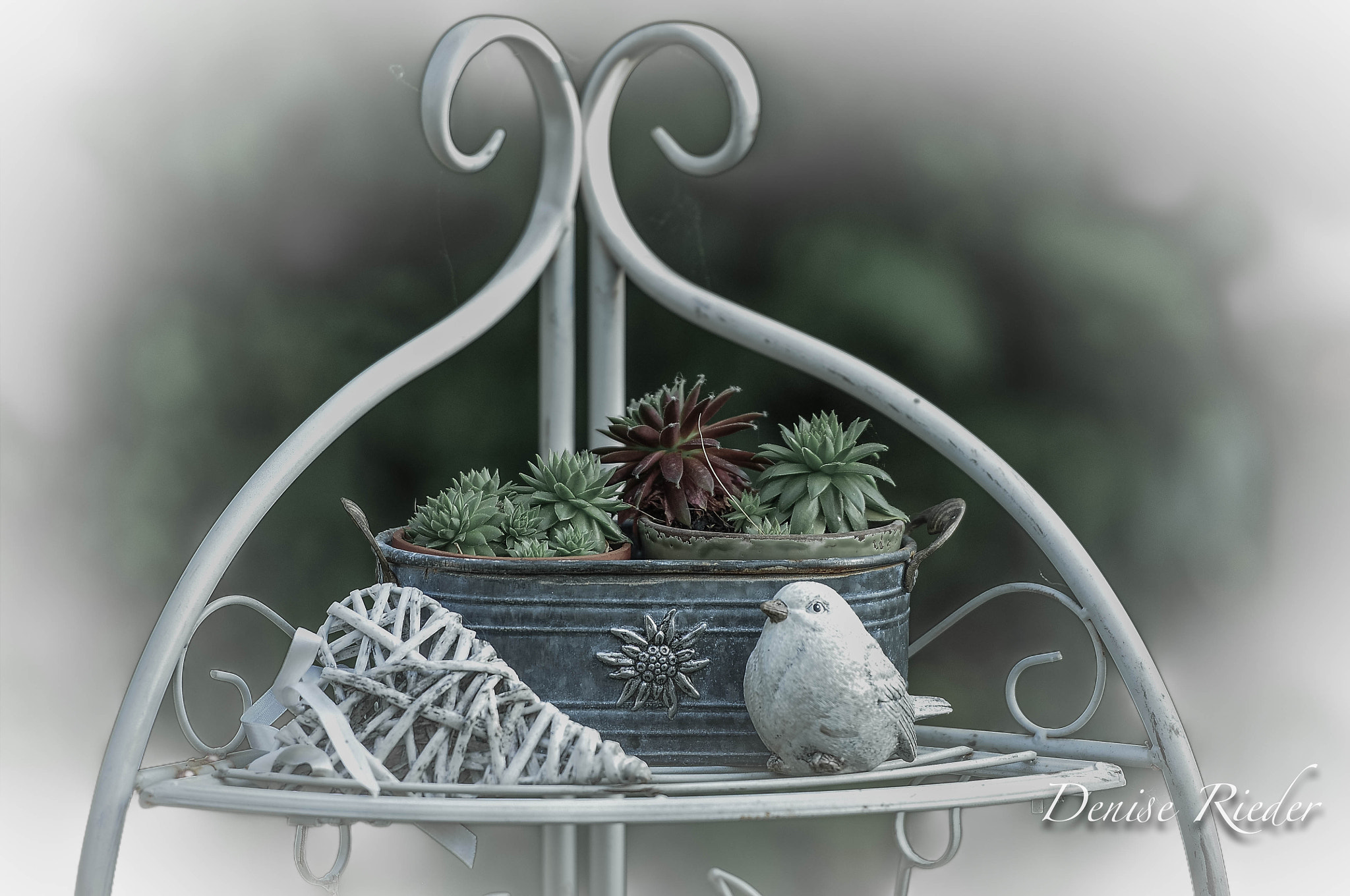 ShabbyChic