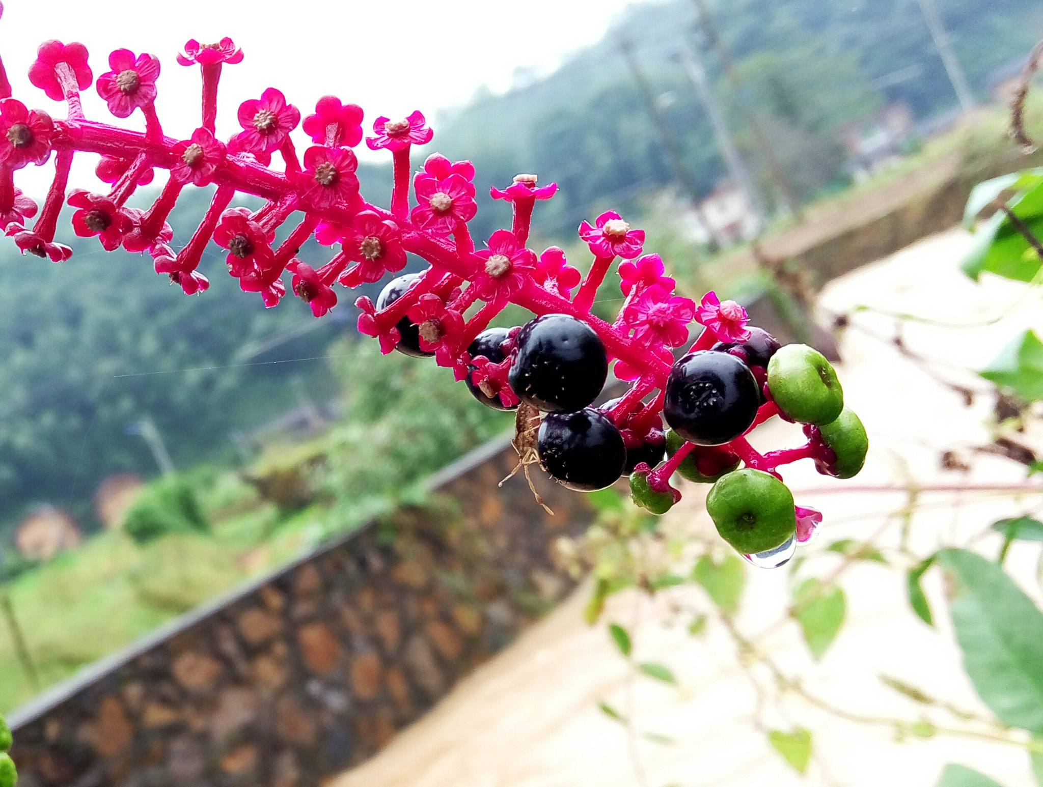 Meizu m1 note sample photo. Fruit and flower photography