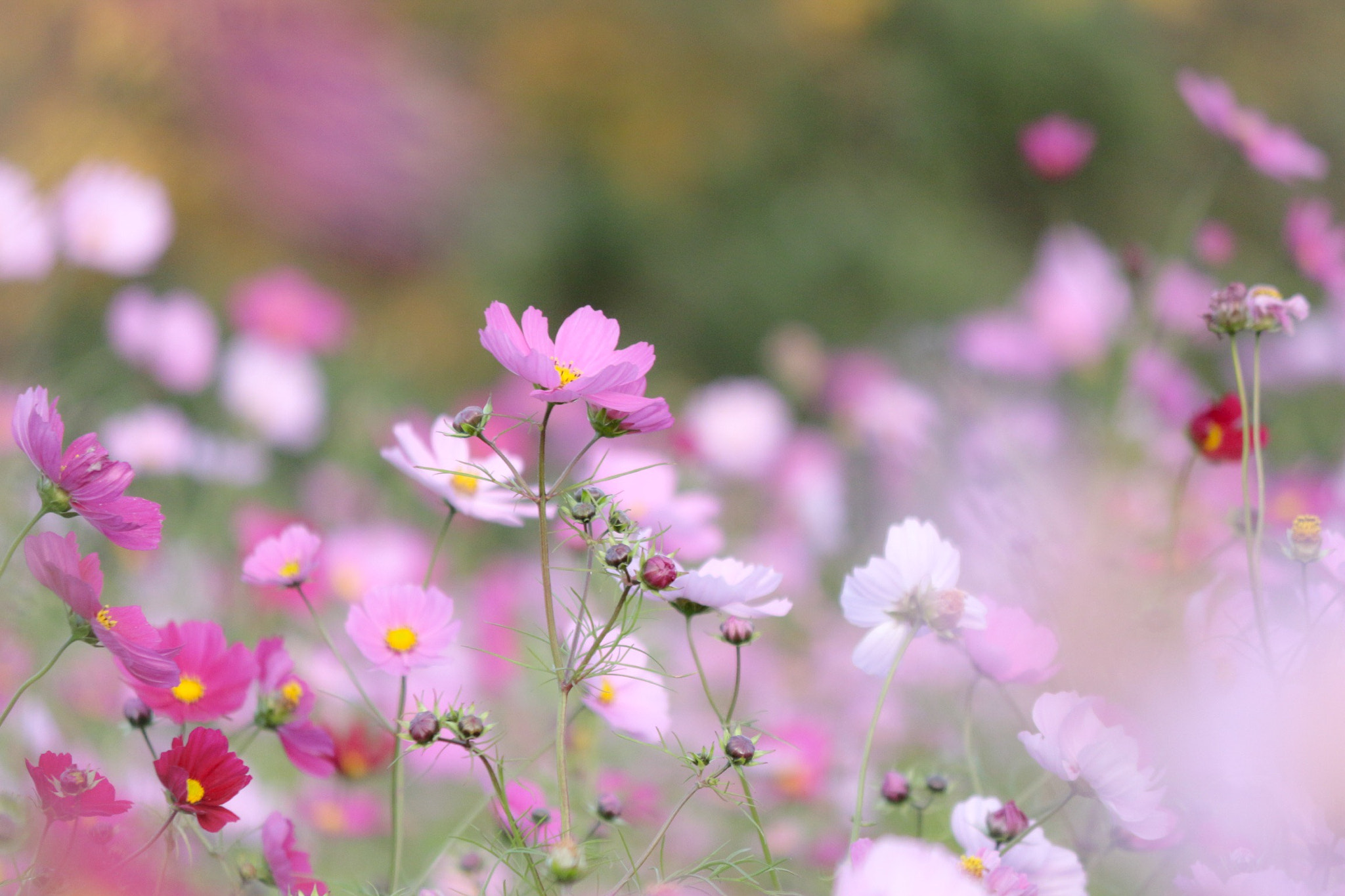 Canon EOS 700D (EOS Rebel T5i / EOS Kiss X7i) sample photo