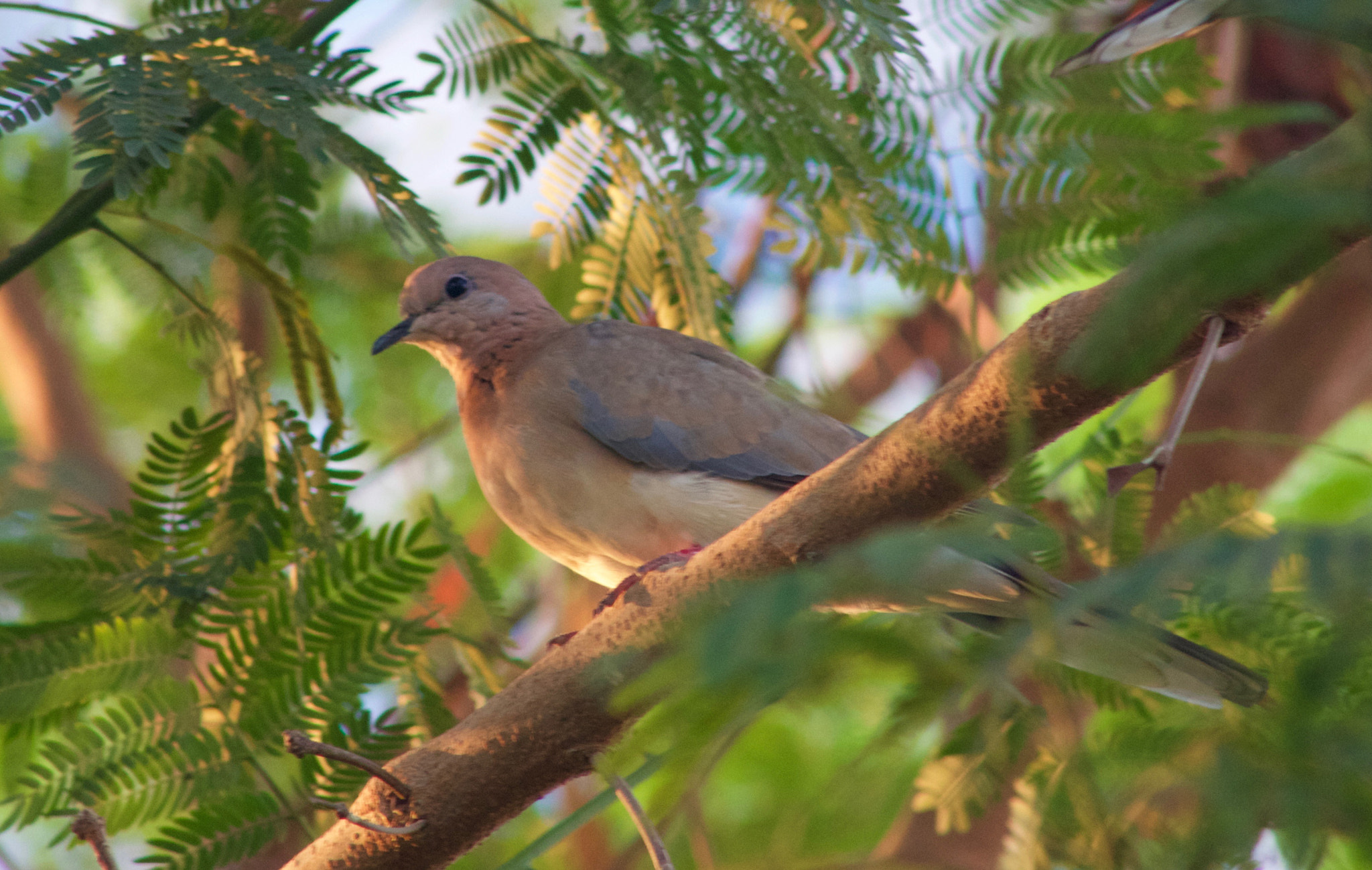 Canon EF 75-300mm f/4-5.6 USM sample photo. Bird photography