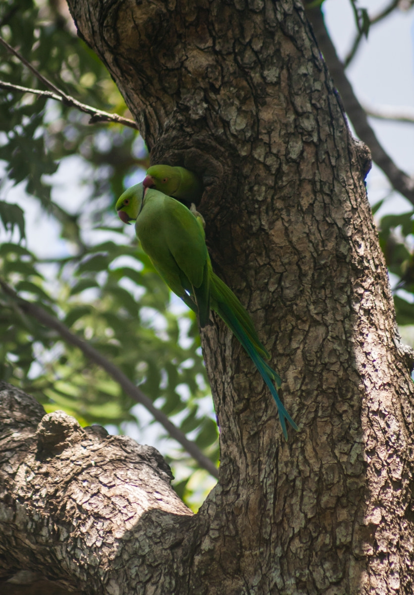 Canon EOS 1000D (EOS Digital Rebel XS / EOS Kiss F) sample photo. Just a peck :-) photography