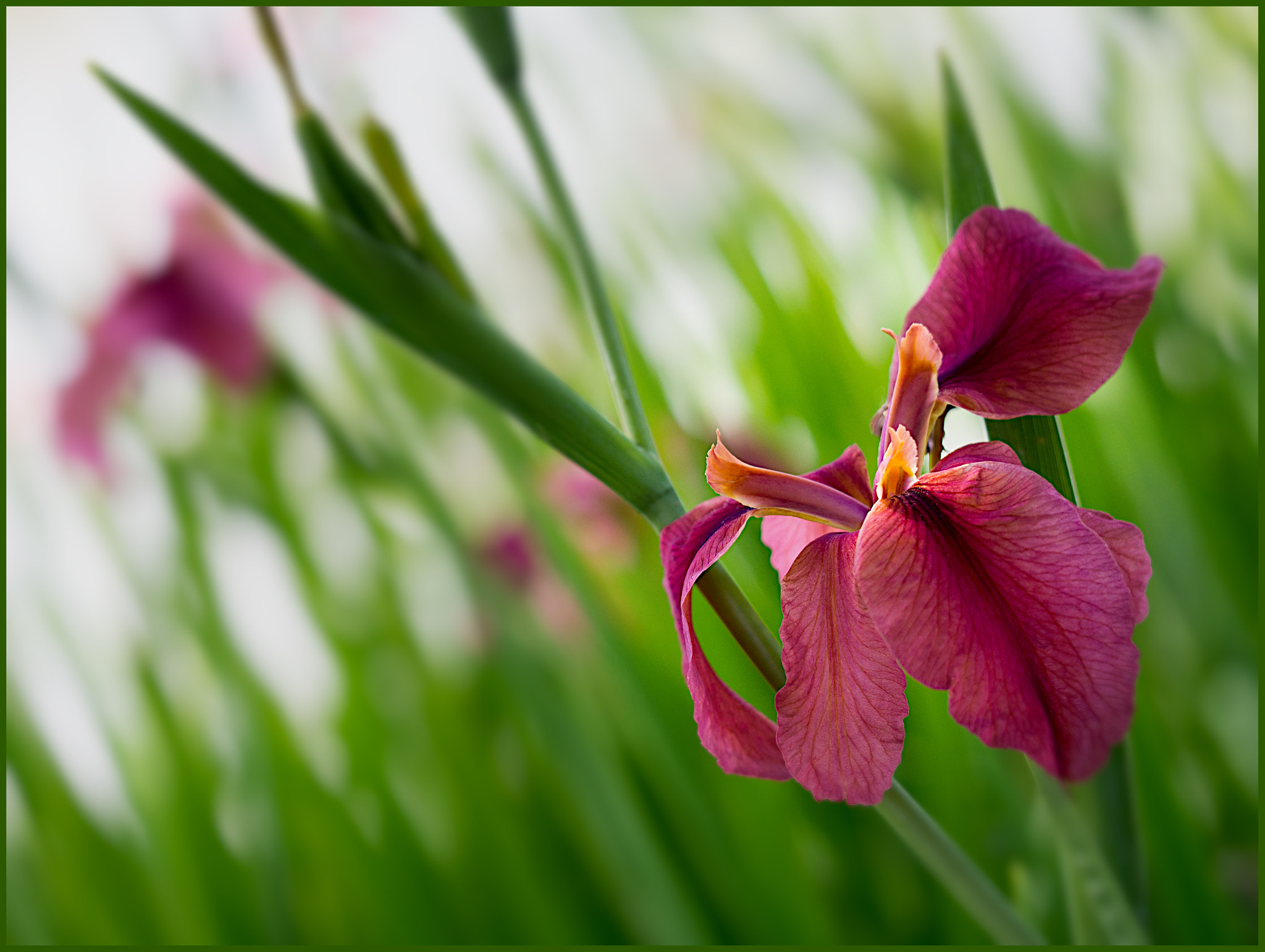 Olympus M.Zuiko Digital ED 60mm F2.8 Macro sample photo. Louisiana iris photography