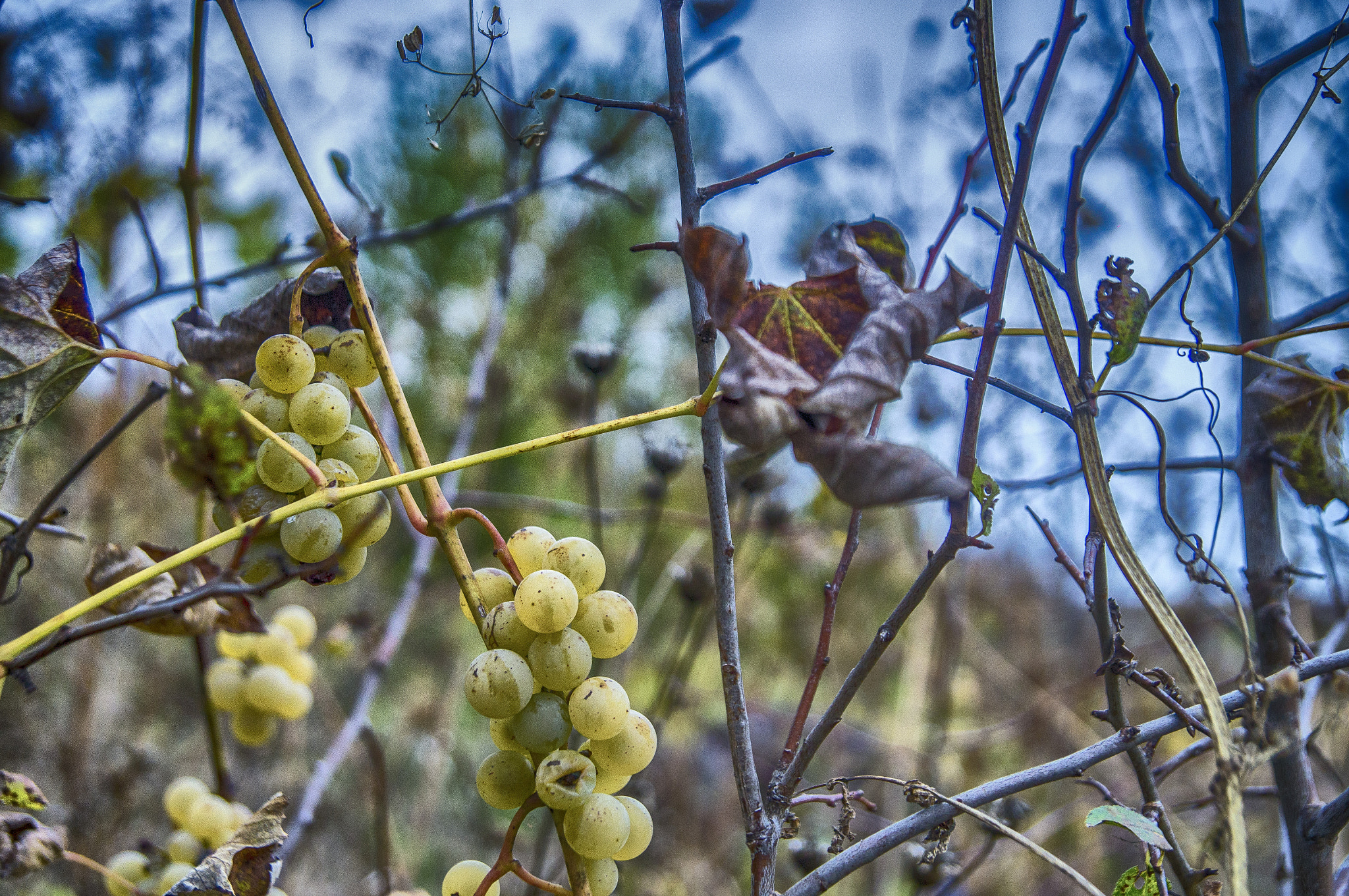 Sony SLT-A57 + Tamron SP 24-70mm F2.8 Di VC USD sample photo. Fall's not over yet photography