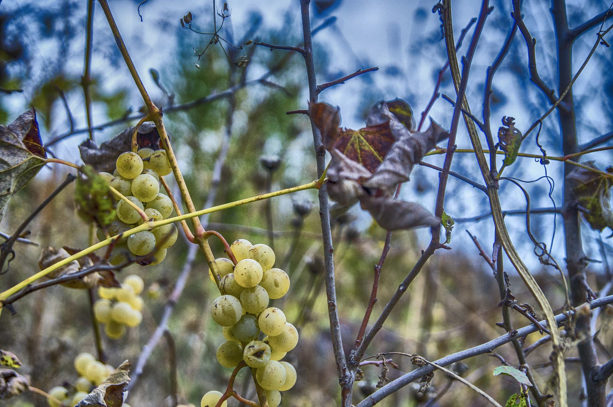 Sony SLT-A57 + Tamron SP 24-70mm F2.8 Di VC USD sample photo. Fall's not over yet photography