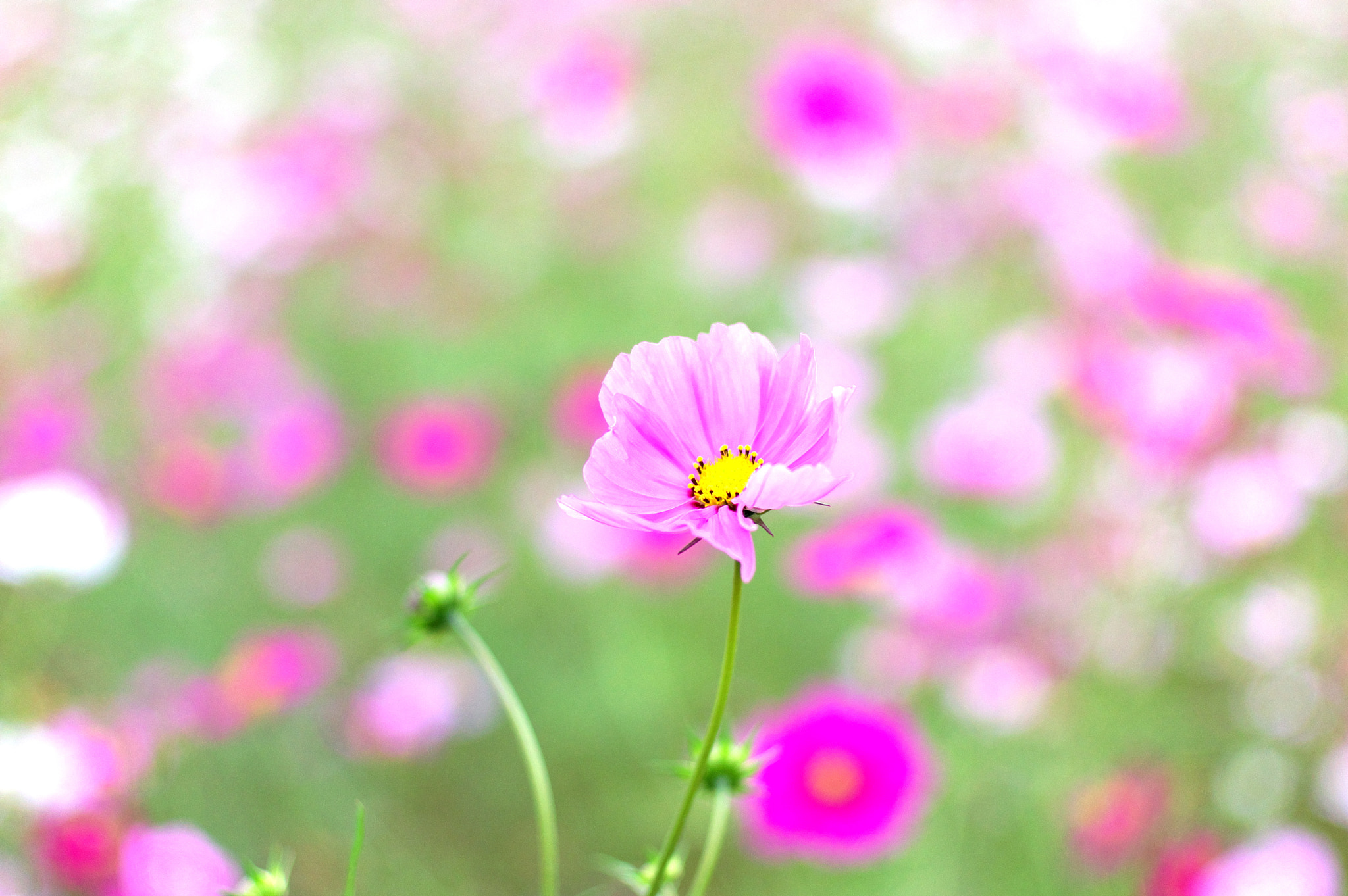 Pentax smc FA 43mm F1.9 Limited sample photo. I'm not leaving.... photography