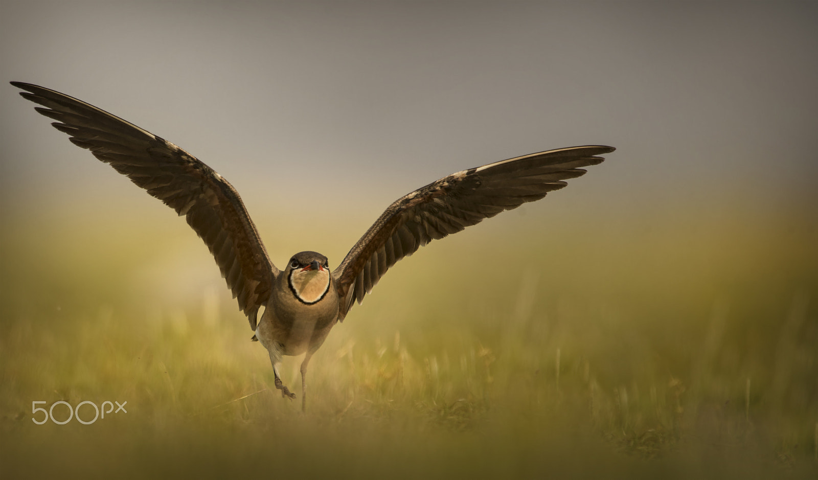 Nikon D750 + Nikon AF-S Nikkor 500mm F4G ED VR sample photo. Oriental pratincole photography