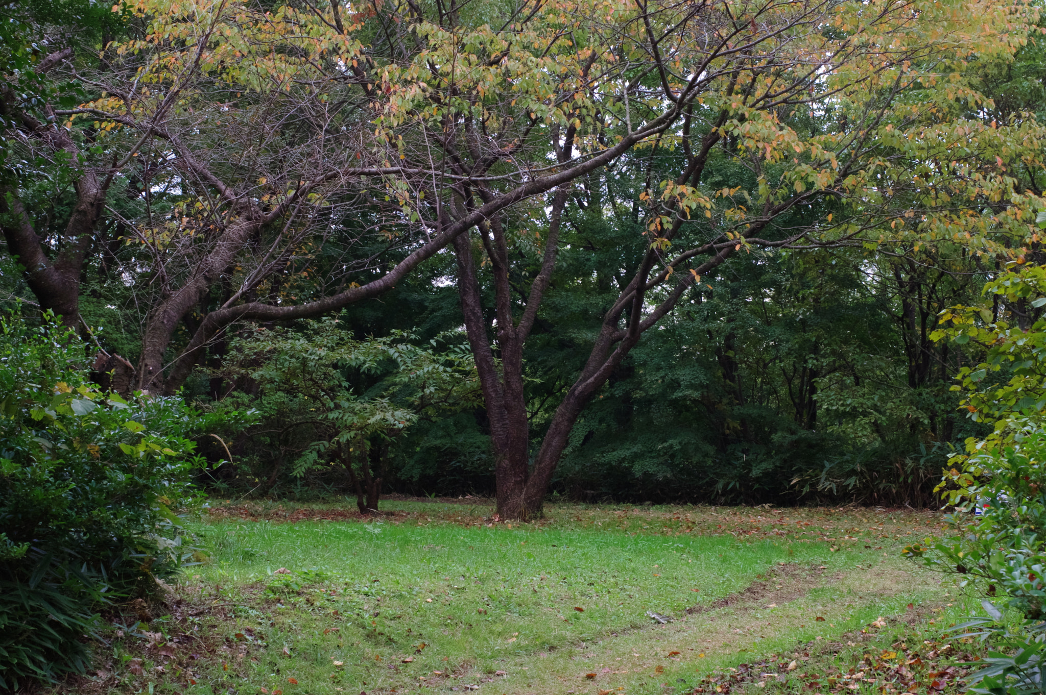 Pentax smc FA 43mm F1.9 Limited sample photo. Get lost.... photography