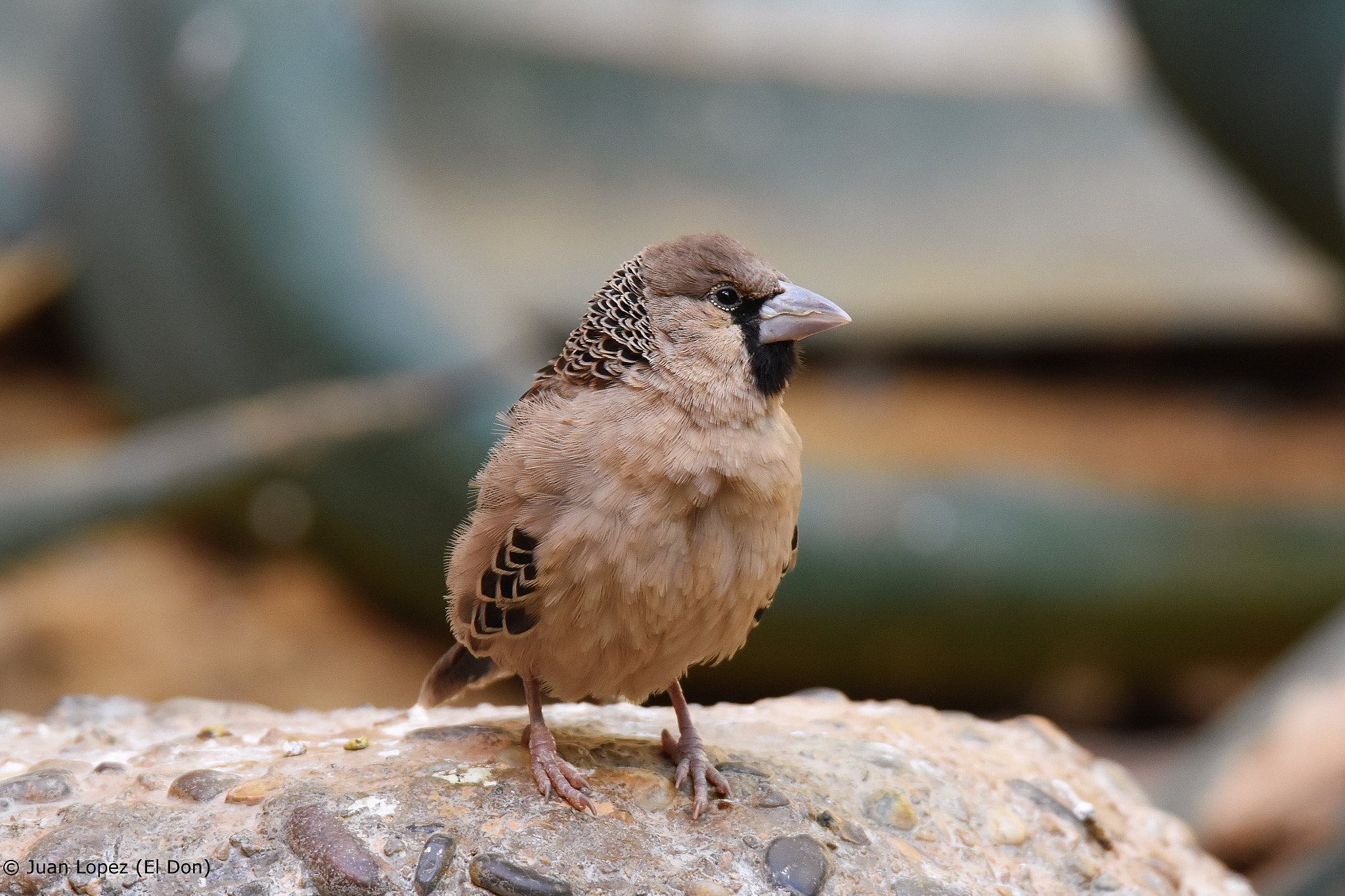 Sigma 150-600mm F5-6.3 DG OS HSM | S sample photo. Bird photography