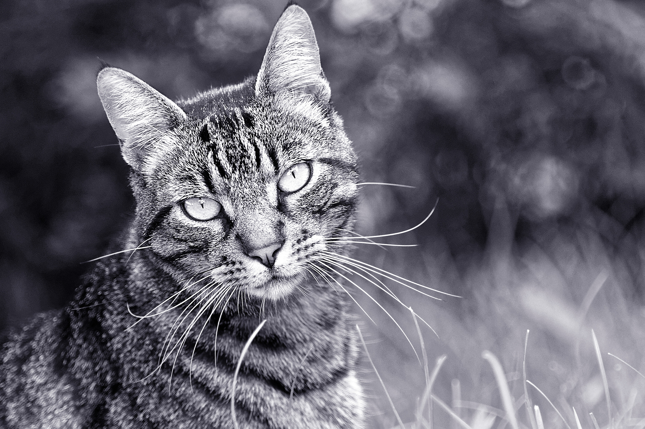 Canon EOS 7D sample photo. Cat portrait photography