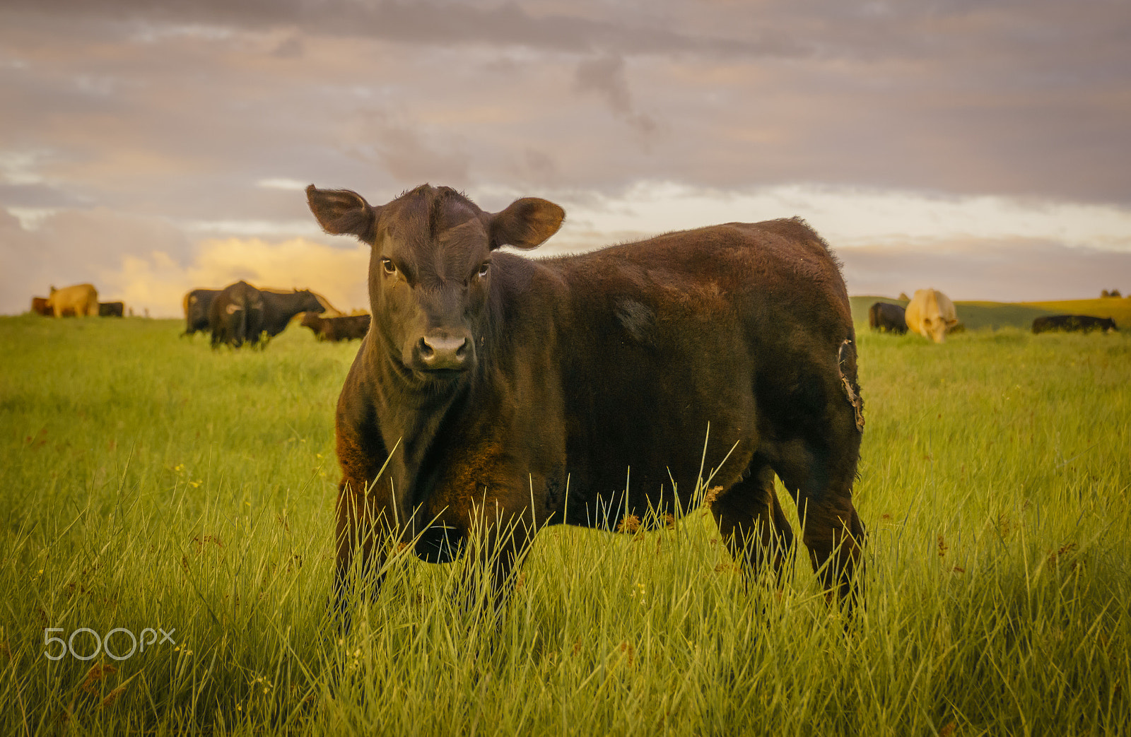 Sony a6000 + Sony FE 28-70mm F3.5-5.6 OSS sample photo. Angus evenings photography