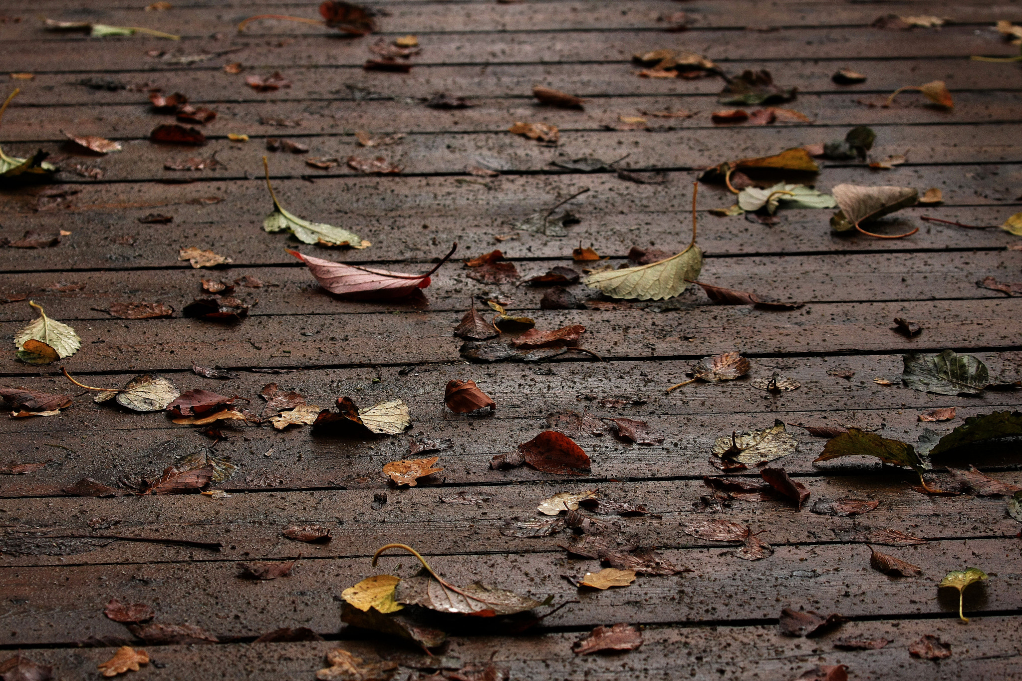 Sigma 24-105mm f/4 DG OS HSM | A sample photo. Bridge photography