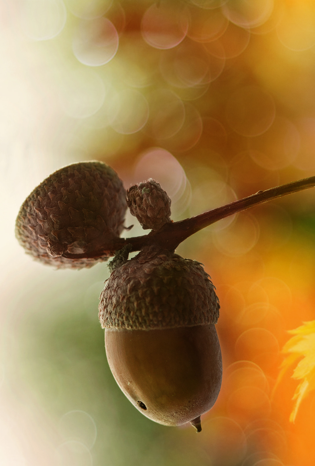 Canon EF 100mm F2.8 Macro USM sample photo. The colors of autumn photography