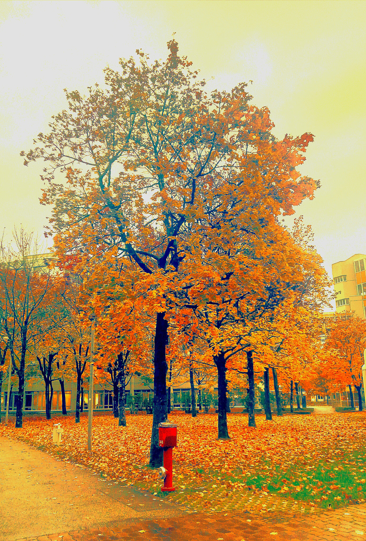 bq Aquaris E5 HD sample photo. Autumm is here photography