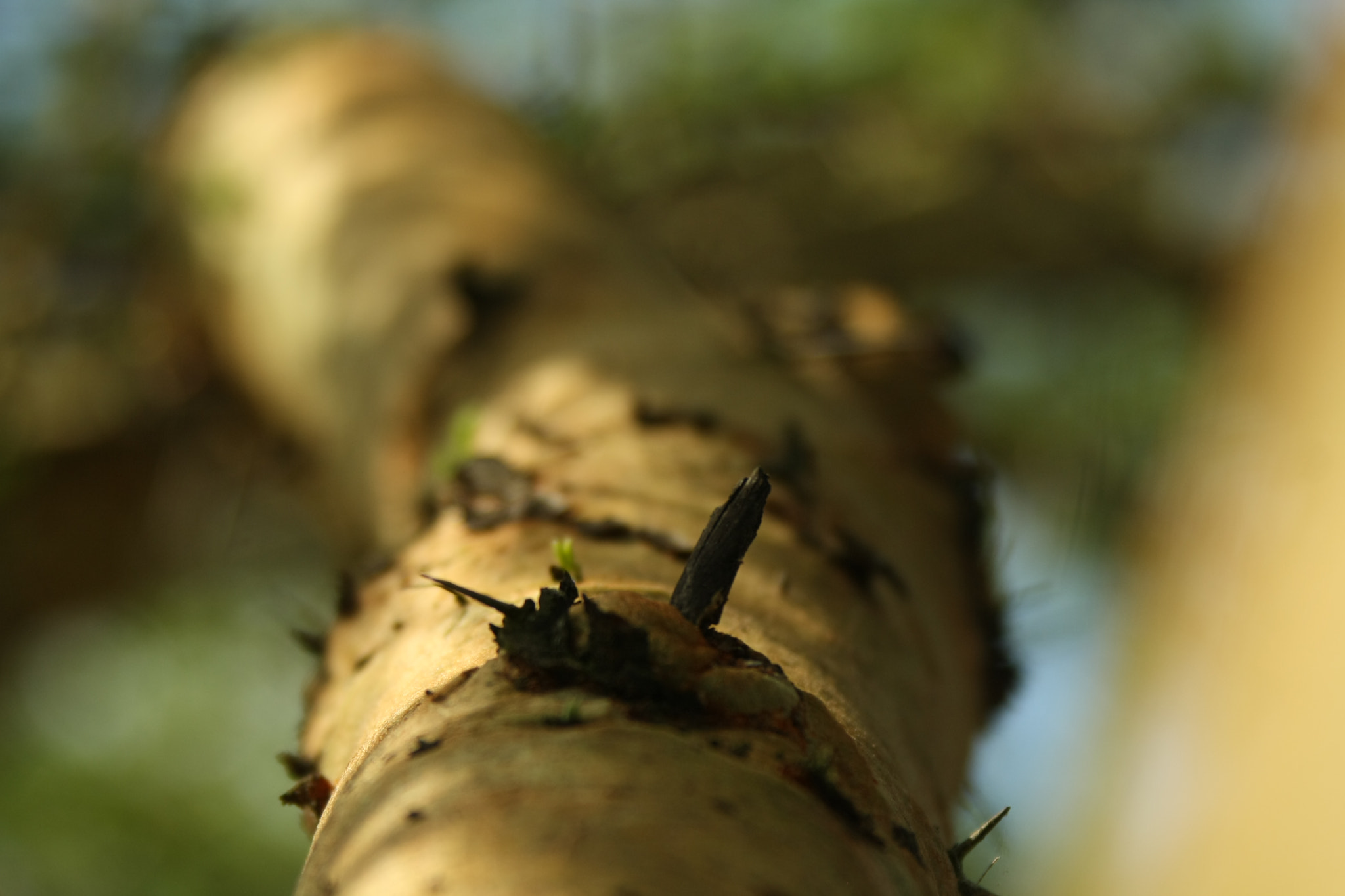 Canon EF 28-300mm F3.5-5.6L IS USM sample photo