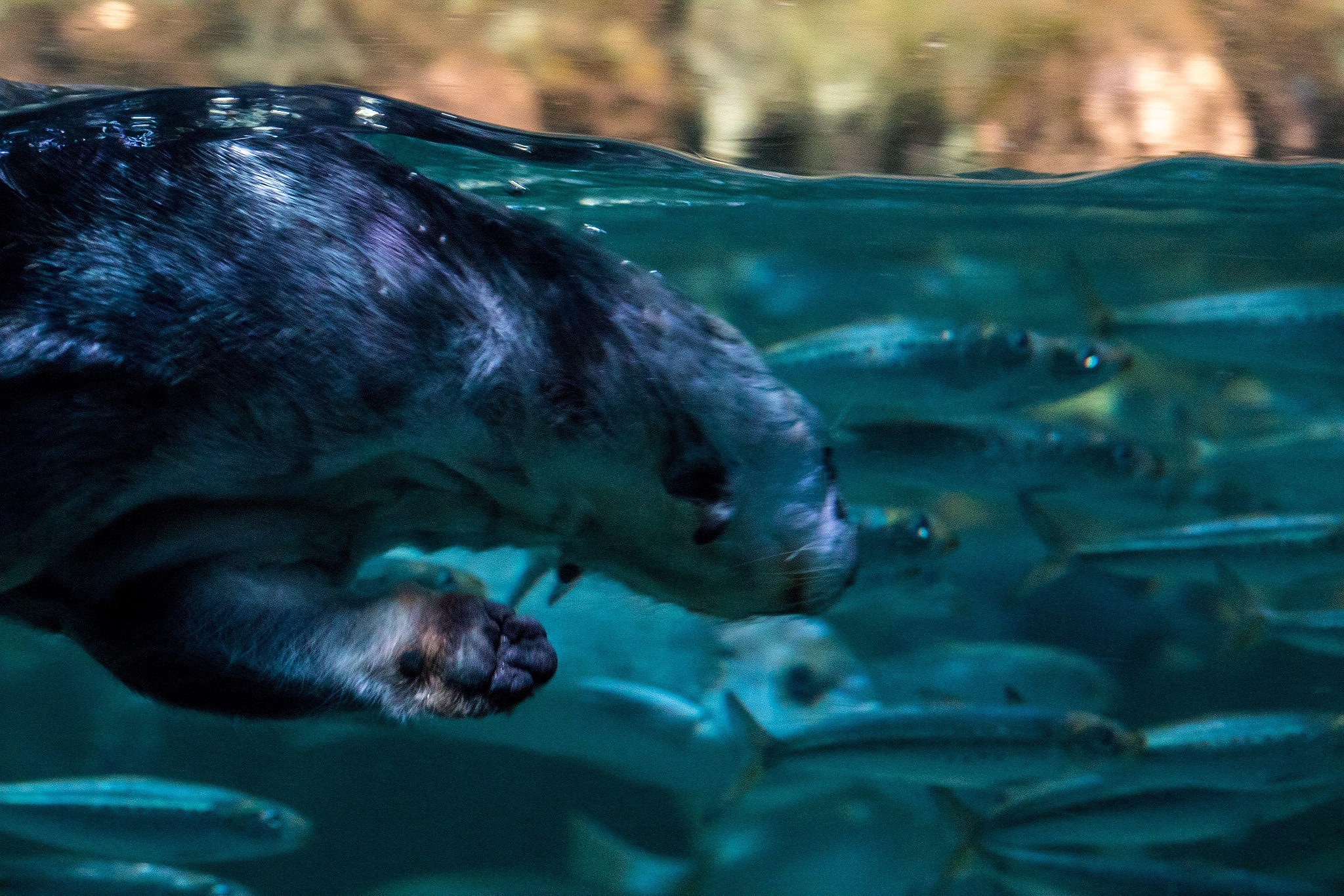 Canon EOS 7D Mark II + Canon EF-S 55-250mm F4-5.6 IS STM sample photo. A otter hunting fish at the aquarium photography