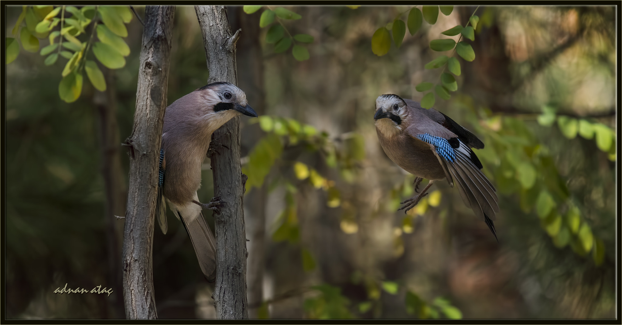 Nikon Nikkor AF-S 300mm F4E PF ED VR sample photo. Alakarga - eurasian jay - garrulus glandarius photography