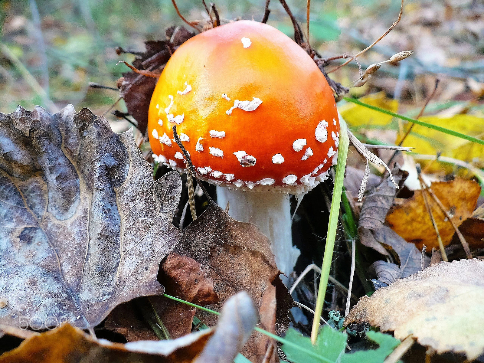 Panasonic DMC-LZ7 sample photo. Red fly agaric. Красный мухомор. photography