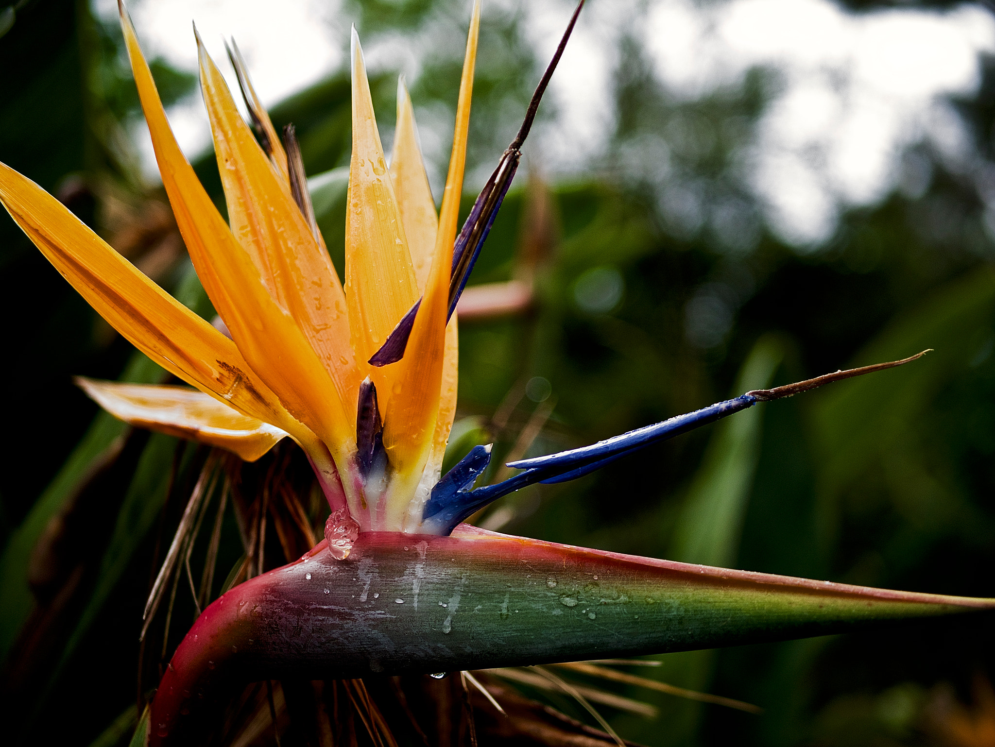 Panasonic Lumix DMC-G7 + LUMIX G 25/F1.7 sample photo. Bird of paradise photography