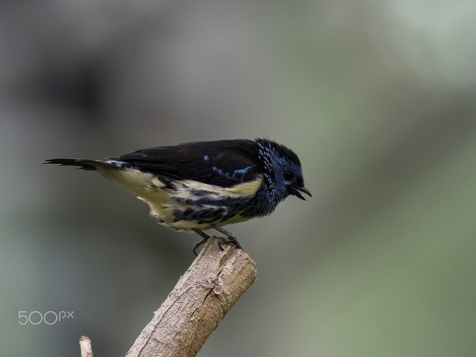 Olympus OM-D E-M1 + OLYMPUS M.300mm F4.0 sample photo. Türkis-tankare photography