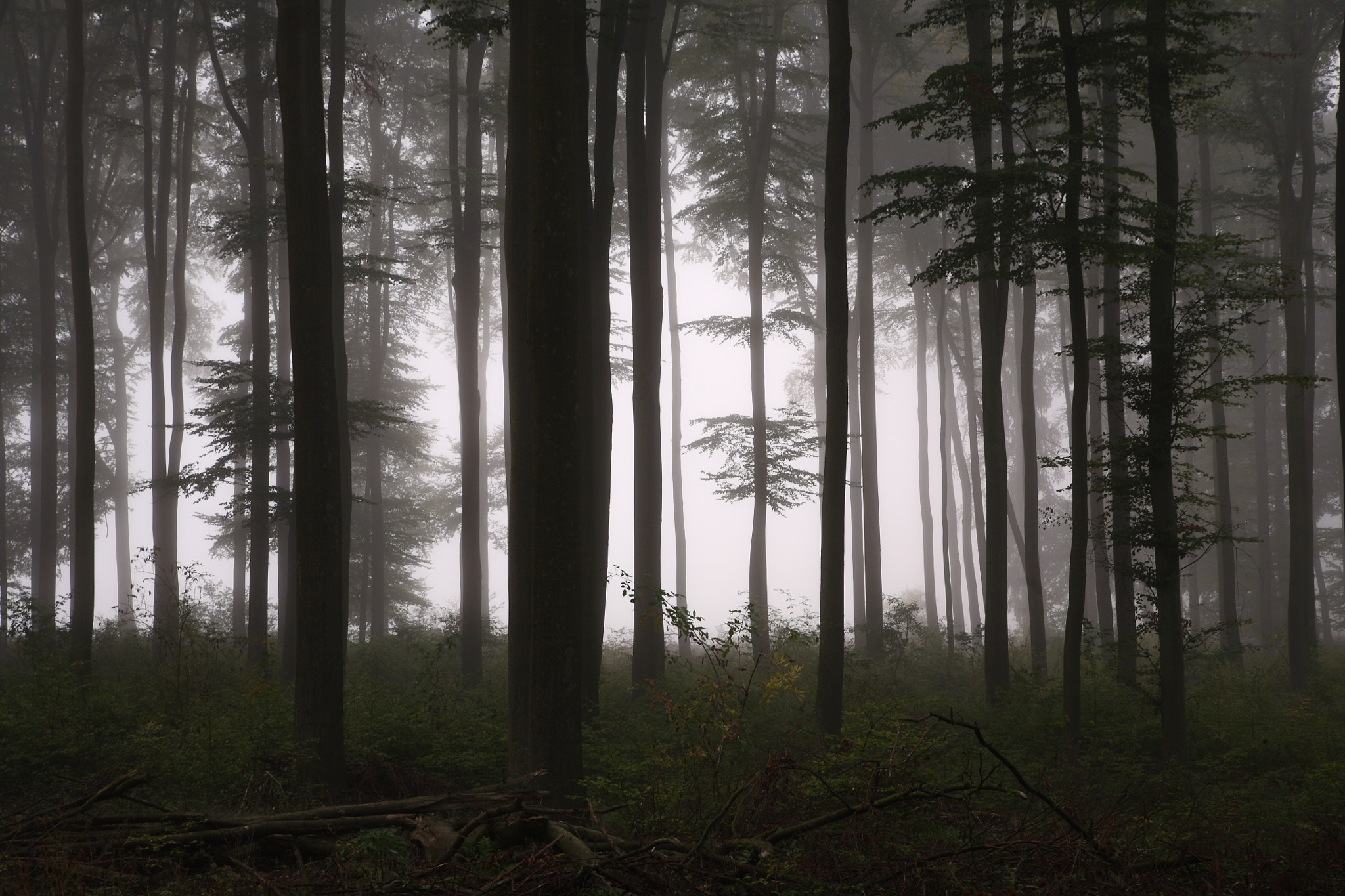 Canon EOS 5D sample photo. Foggy forest photography
