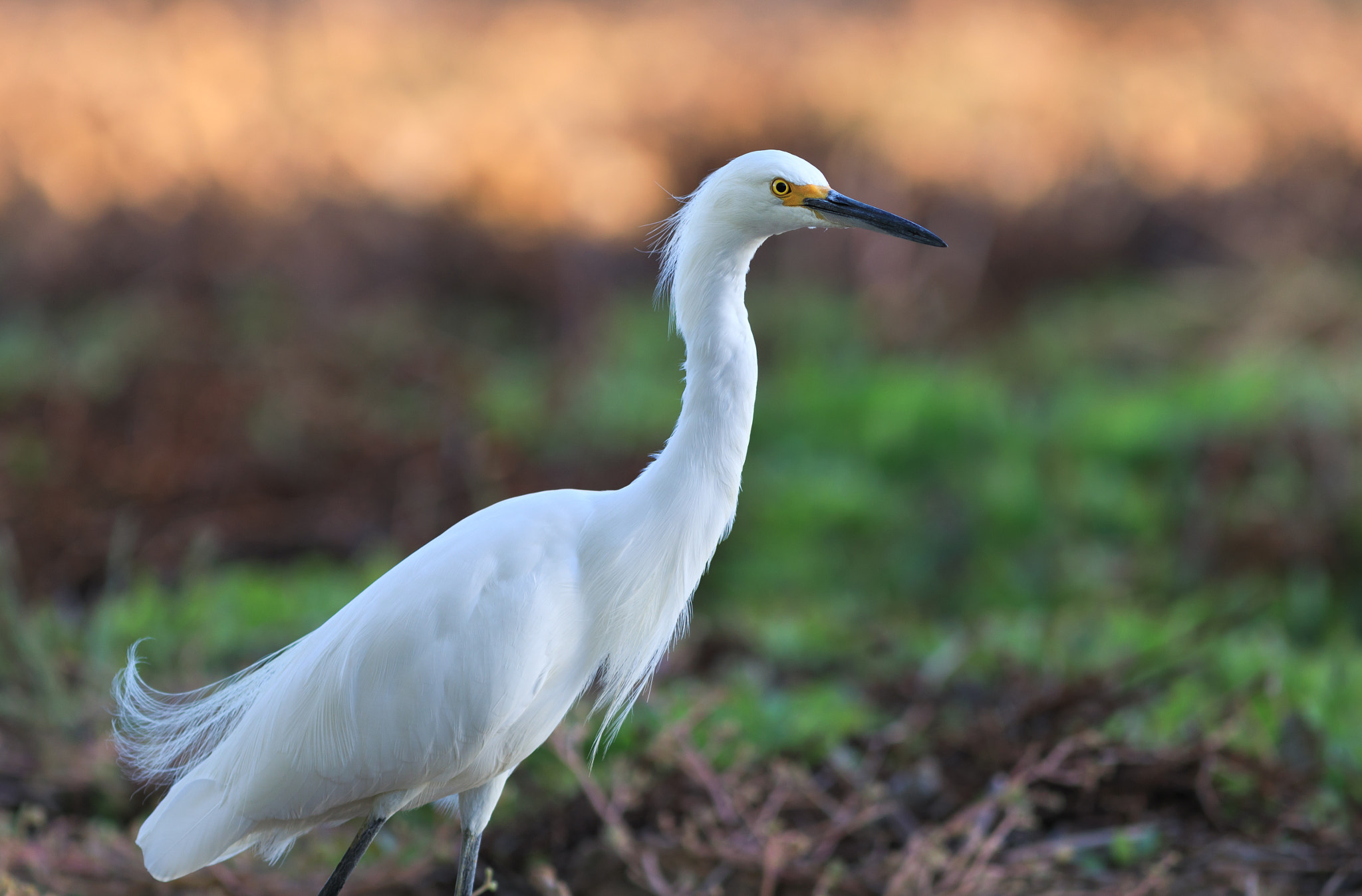 Canon EF 300mm F4L IS USM sample photo. Icy stare photography