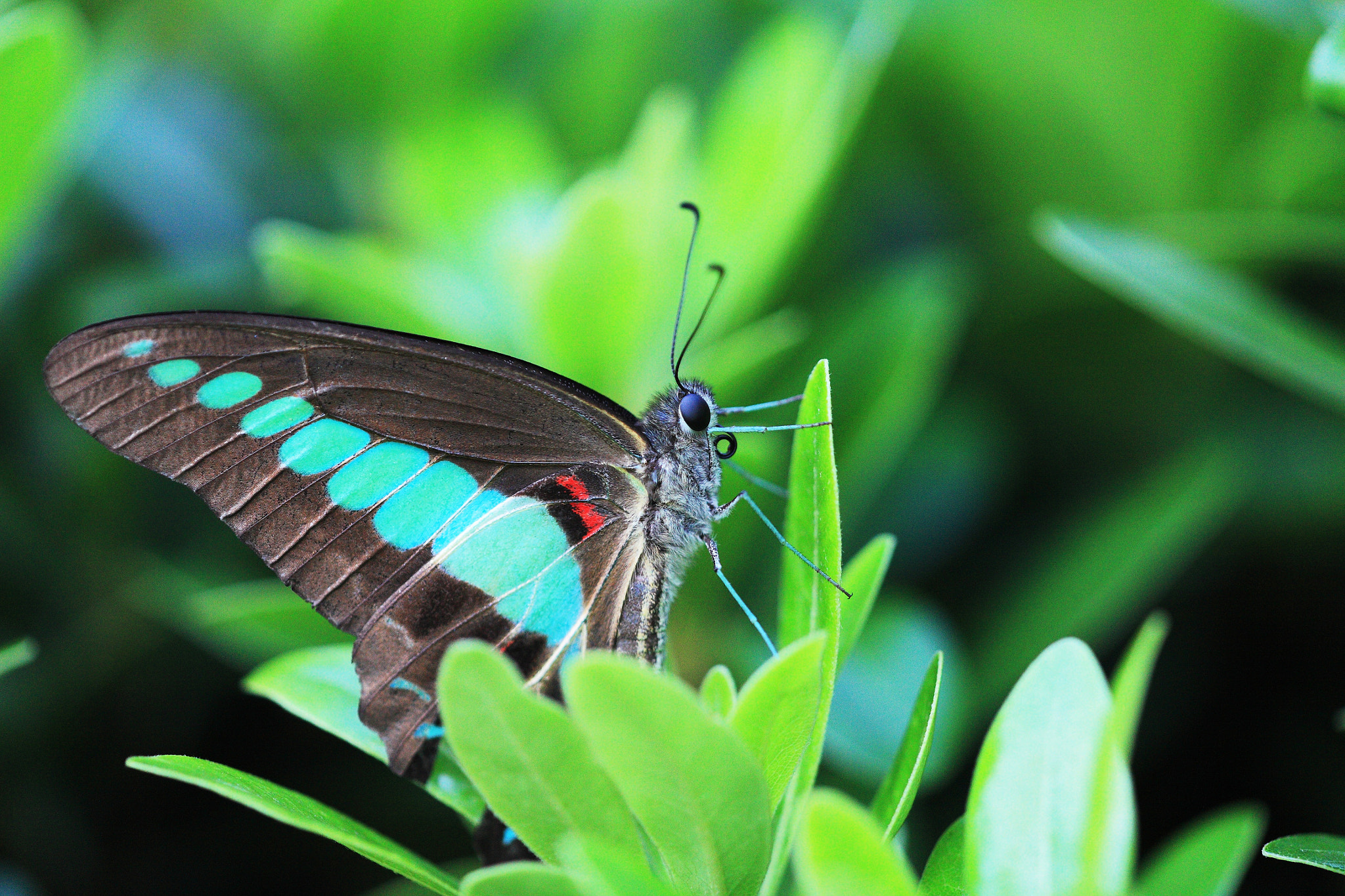 Canon EF 180mm F3.5L Macro USM sample photo. Beautiful wings photography