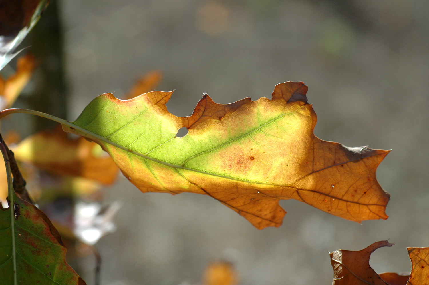 Nikon D70s + Sigma Macro 90mm F2.8 sample photo. A photography