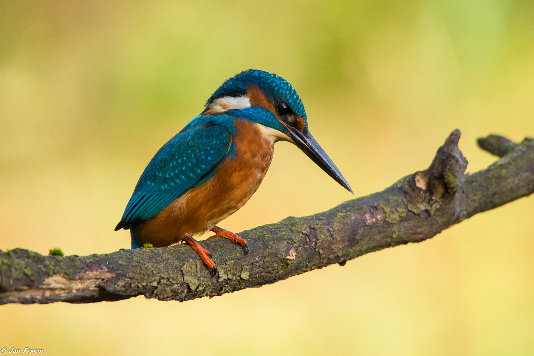 Sigma 150-500mm F5-6.3 DG OS HSM sample photo. I see you fish photography