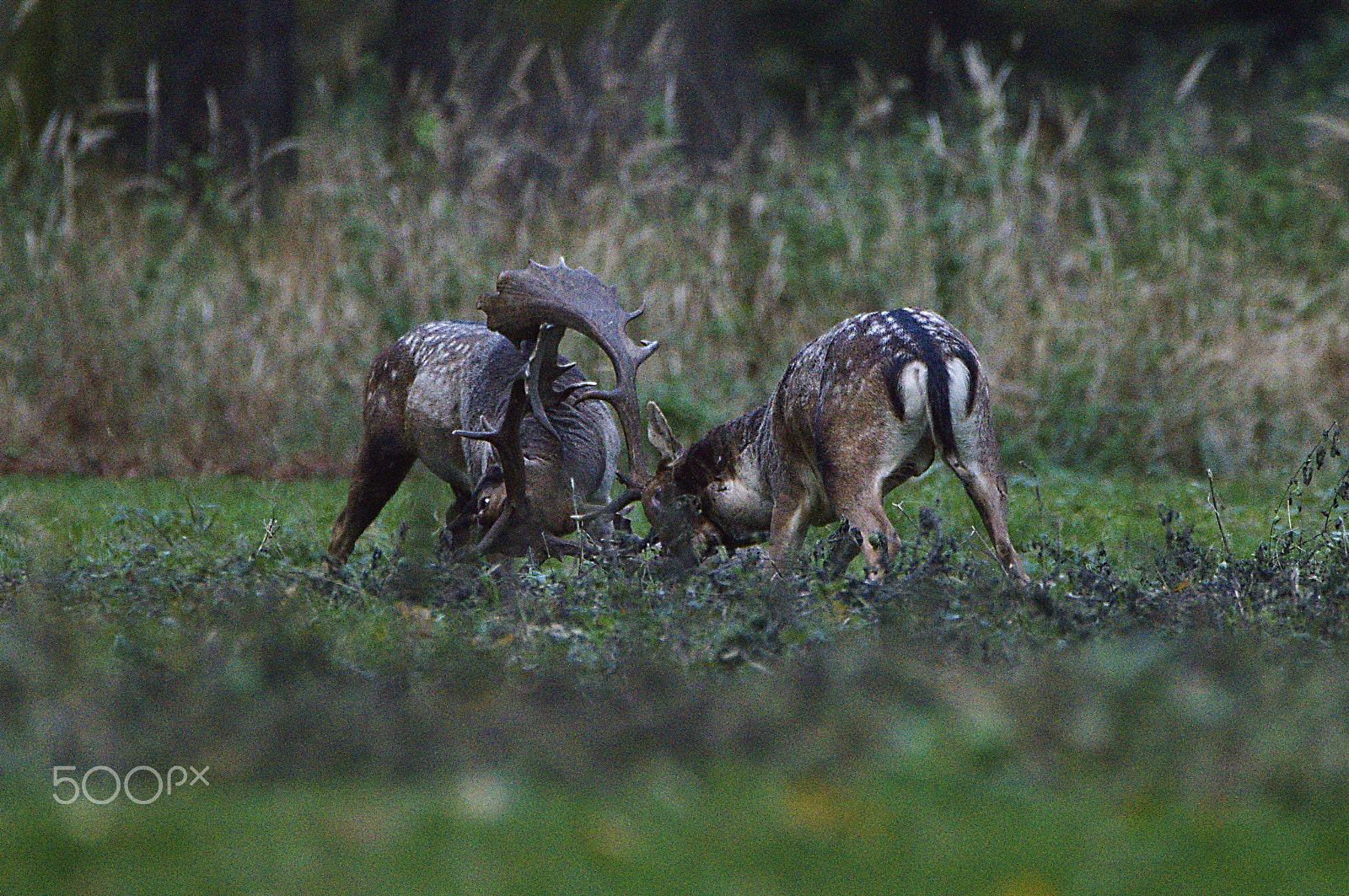 150.00 - 600.00 mm f/5.0 - 6.3 sample photo. Fallow deer fight during a rutting season photography