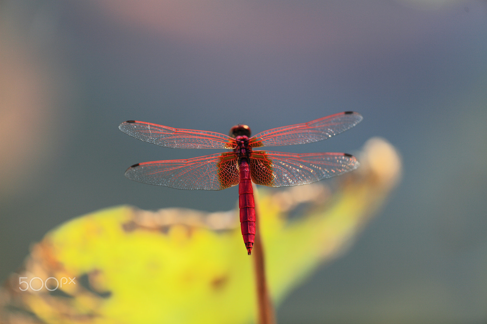 Canon EF 180mm F3.5L Macro USM sample photo. Red dragonfly 红蜻蜓 photography