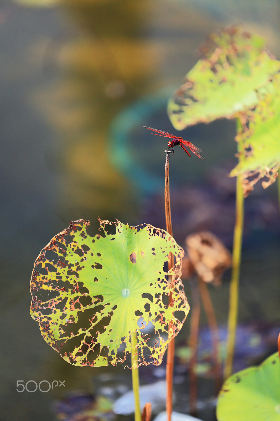 Canon EF 180mm F3.5L Macro USM sample photo. Lotus and dragonfy photography