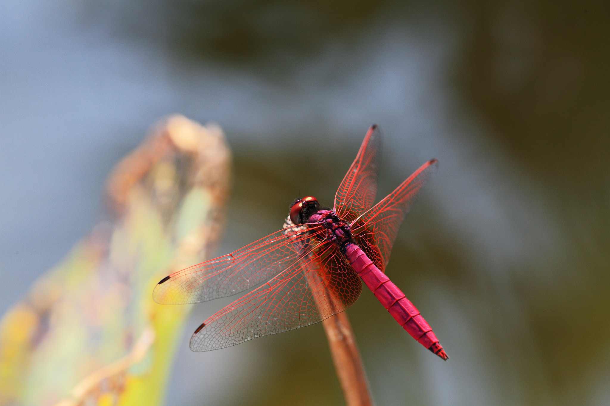 Canon EF 180mm F3.5L Macro USM sample photo. 红蜻蜓 photography