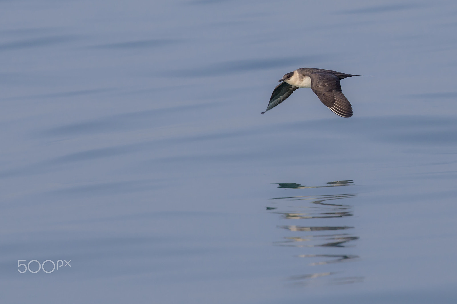 Canon EF 400mm F4 DO IS II USM sample photo. Arctic skua photography