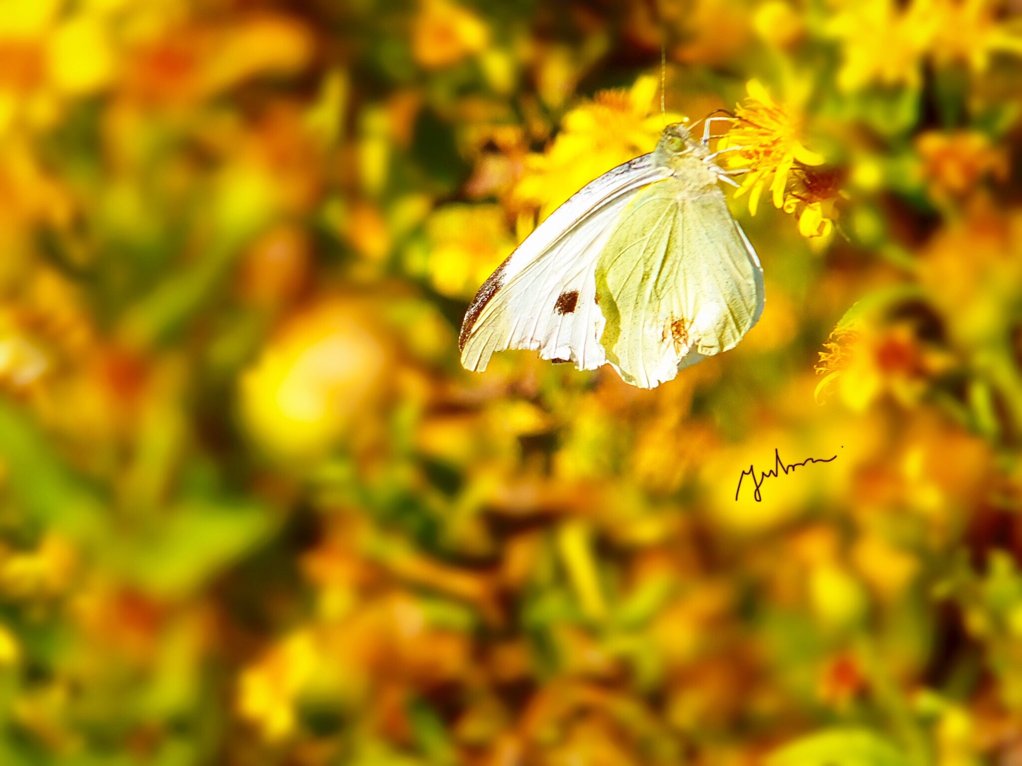 Fujifilm FinePix F900EXR sample photo. Cabbage butterfly photography