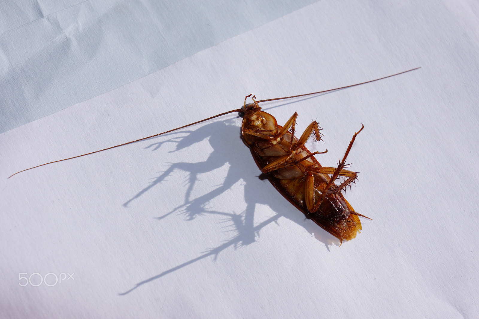 Sony E 18-55mm F3.5-5.6 OSS sample photo. Funny shadow... photography