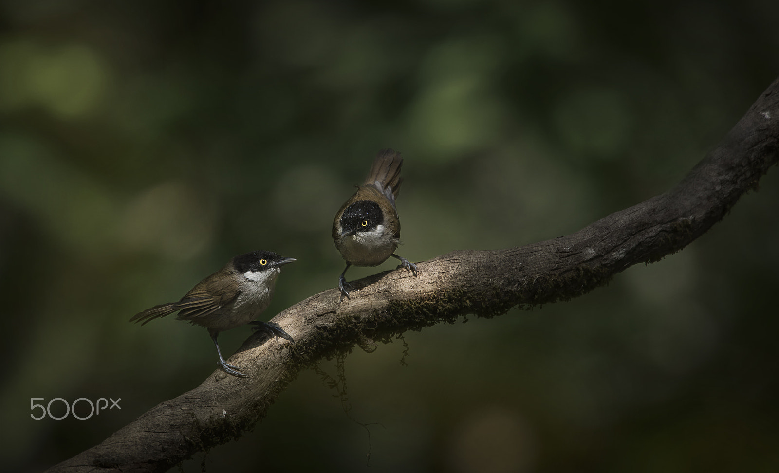 Nikon D750 + Nikon AF-S Nikkor 500mm F4G ED VR sample photo. Dark fronted babbler photography