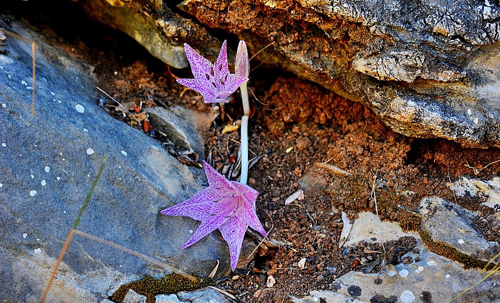 Sigma 70-300mm F4-5.6 APO Macro Super II sample photo. Octobre - nature - detail photography