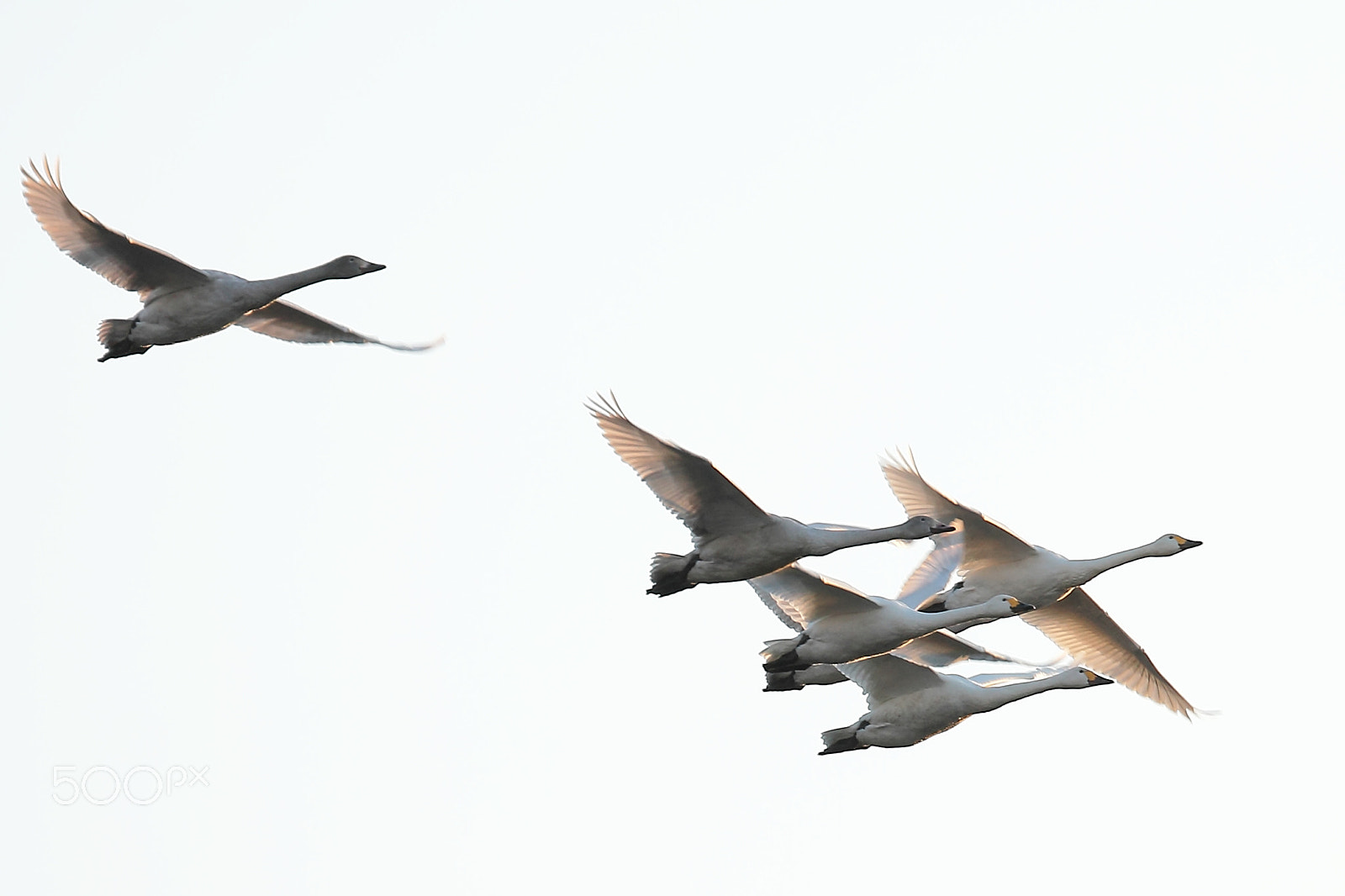 Canon EF 70-300mm F4-5.6L IS USM sample photo. Flying photography