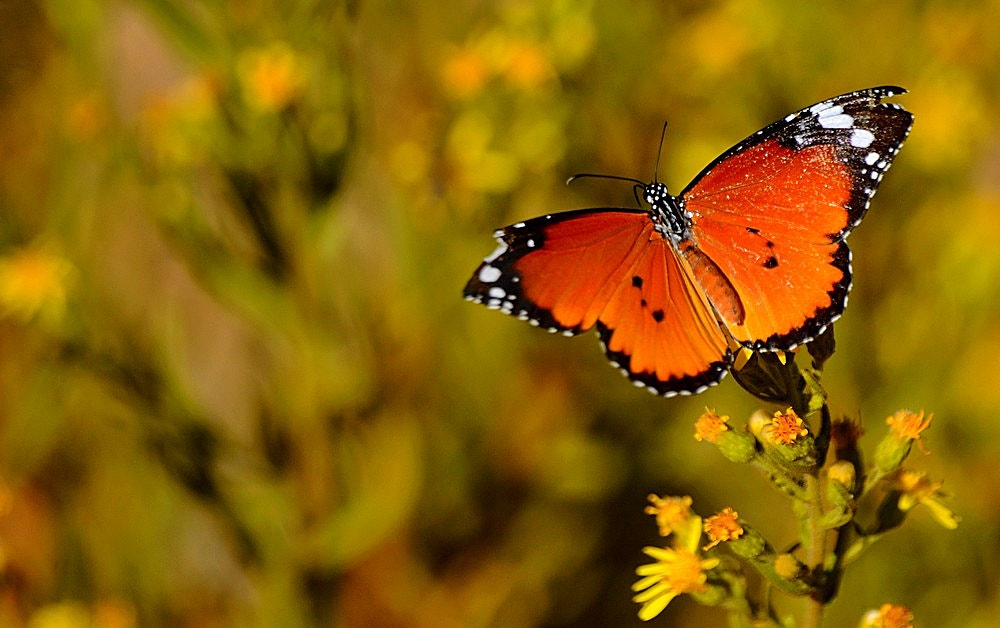 Nikon D7100 + Sigma 70-300mm F4-5.6 APO Macro Super II sample photo. Octobre - nature -detail photography