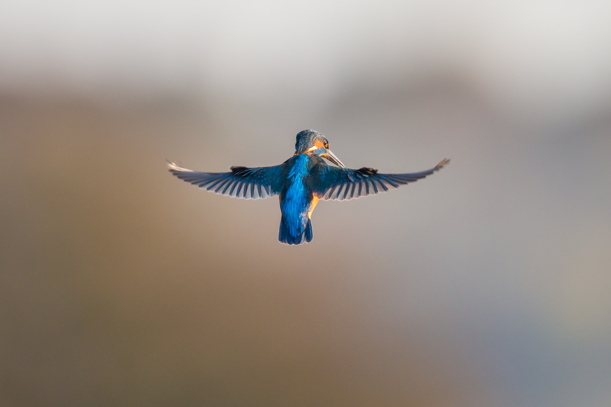 Canon EF 500mm F4L IS II USM sample photo. Kingfisher photography