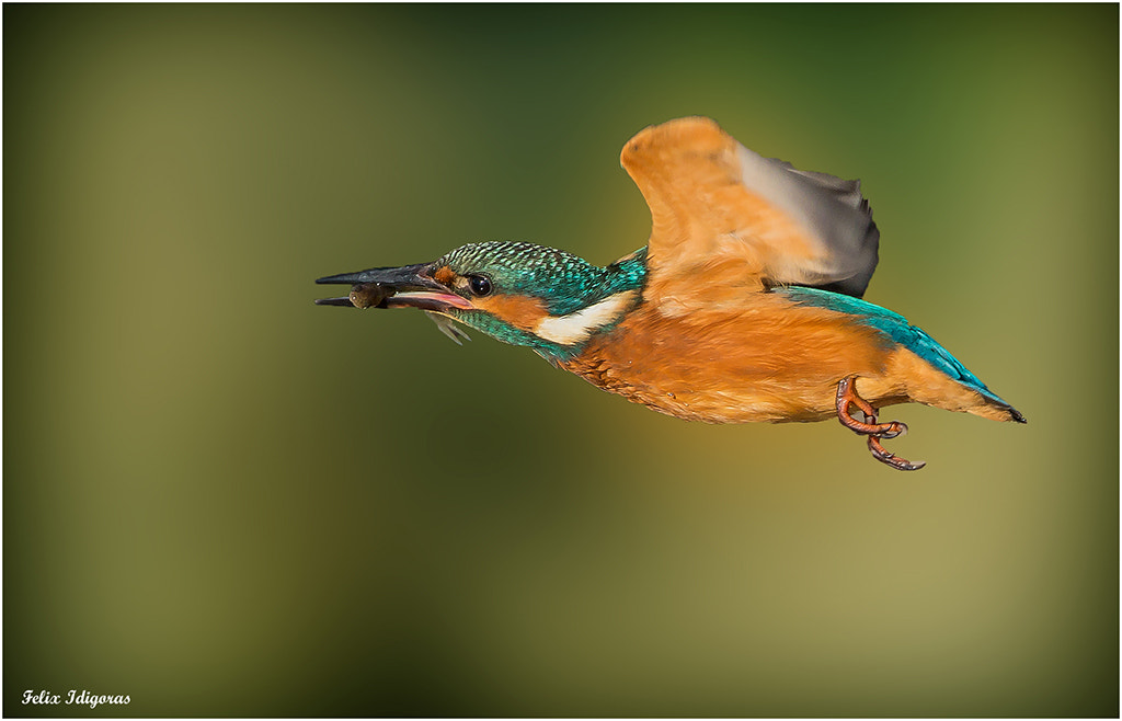 Canon EF 500mm F4L IS USM sample photo. Volando con su presa photography