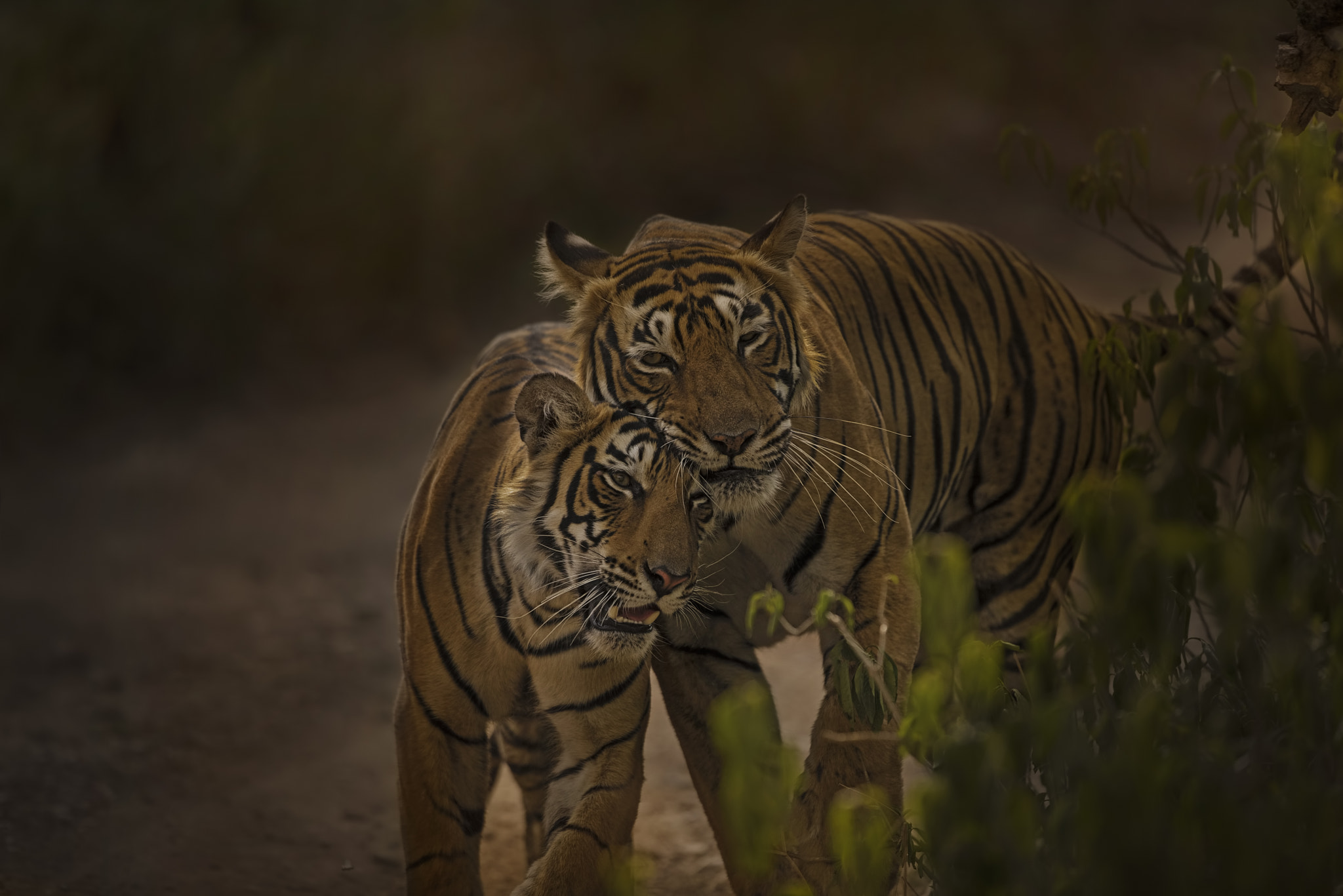 Nikon D750 + Nikon AF-S Nikkor 500mm F4G ED VR sample photo. Rtr - krishna & cubs photography