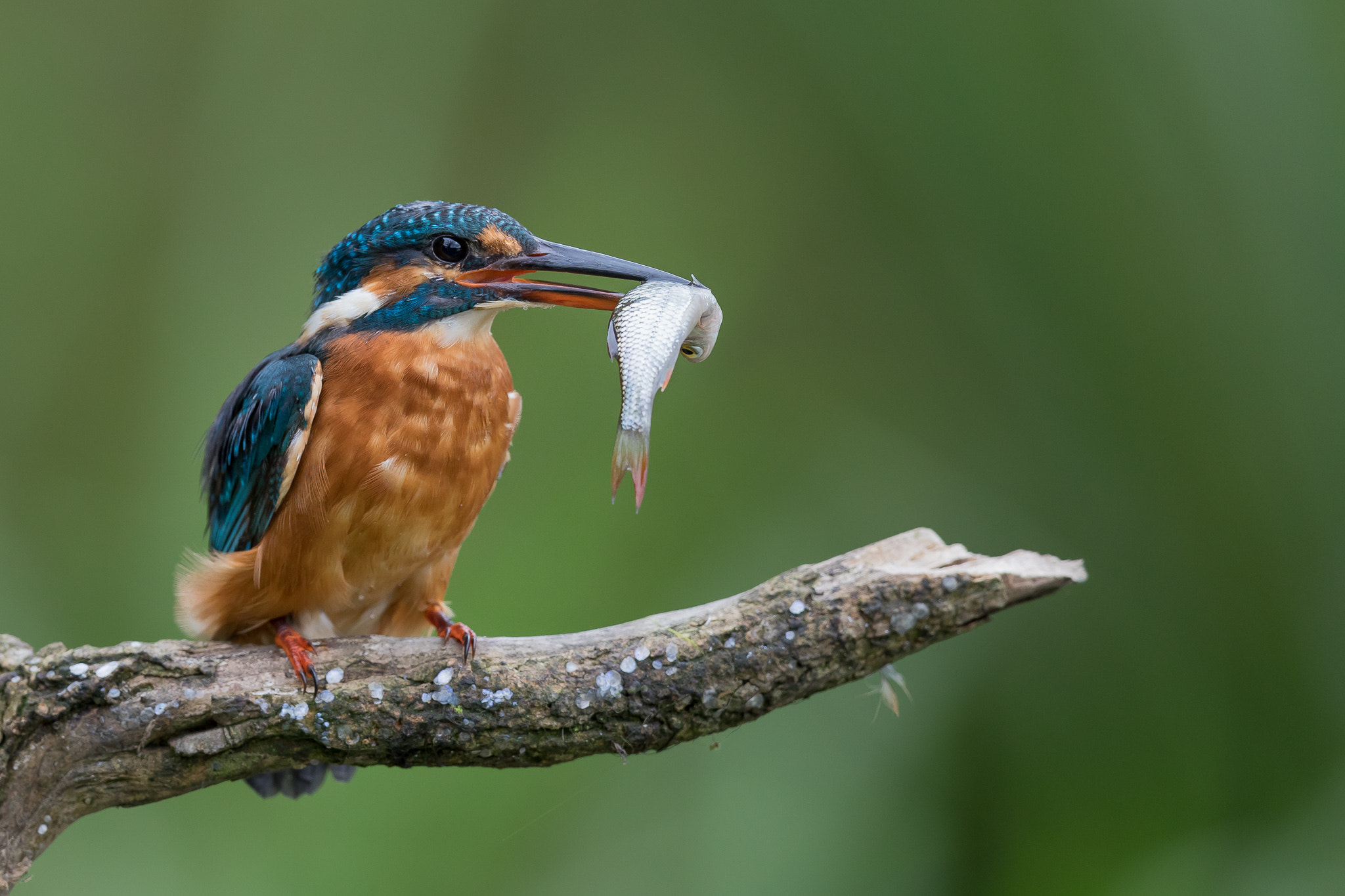 Canon EF 500mm F4L IS II USM sample photo. Kingfisher photography