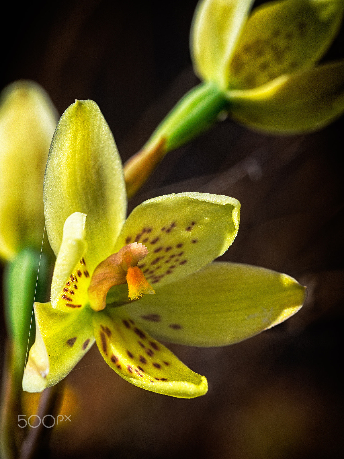 Olympus M.Zuiko Digital ED 60mm F2.8 Macro sample photo. Custard orchid photography