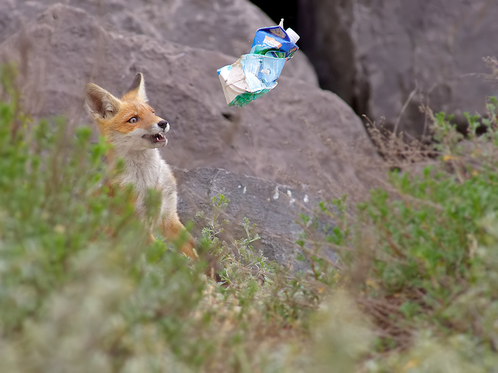 Canon EF 400mm f/2.8L sample photo. Toy?......  this makes me sad...  photography