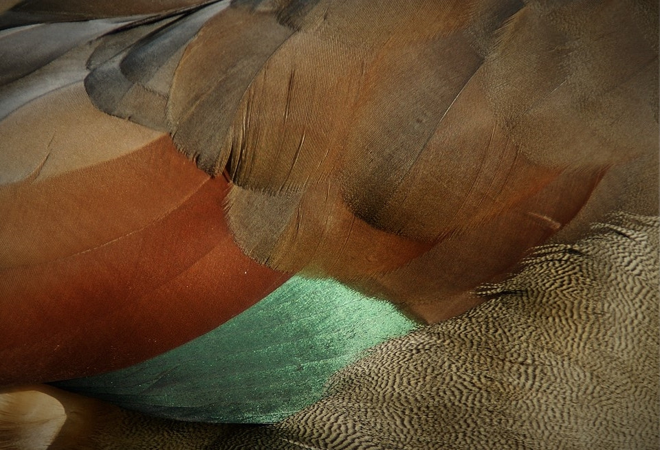 Sony Alpha DSLR-A290 sample photo. Feather dress of the nile goose photography