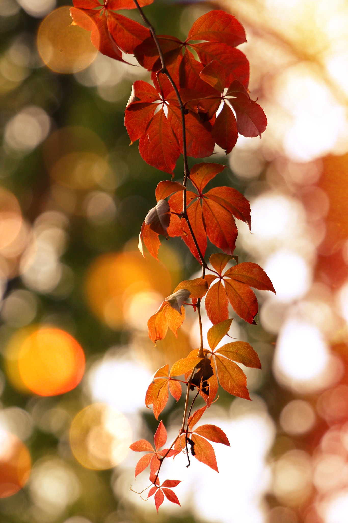 Canon EF 100-400mm F4.5-5.6L IS USM sample photo. Fall "plus" photography
