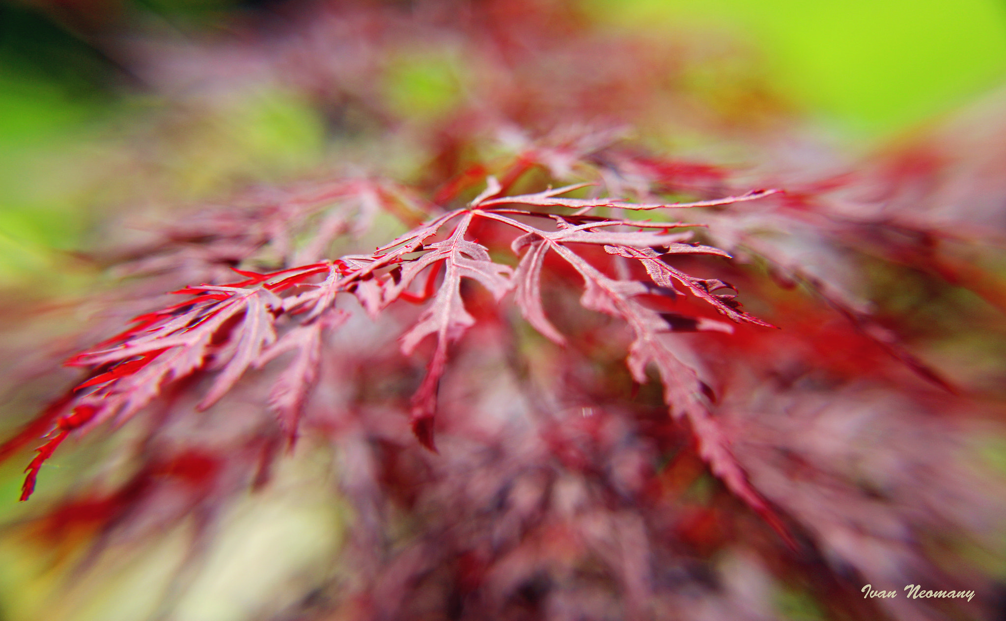 Canon EF-S 17-85mm F4-5.6 IS USM sample photo. Garden photography