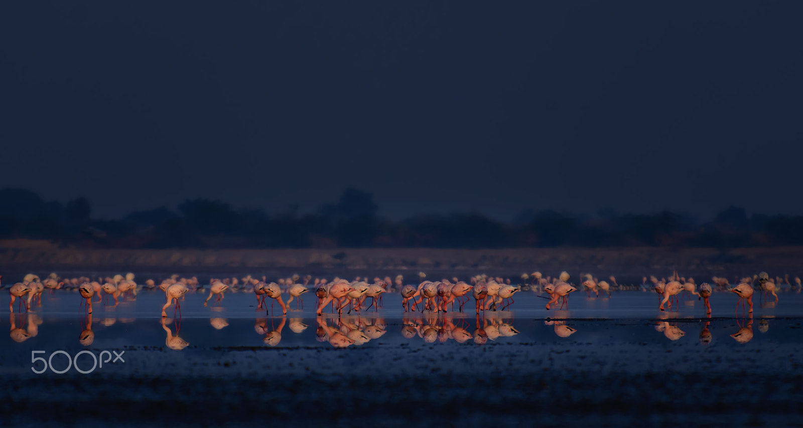 Nikon D7000 sample photo. Lesser flamingos photography